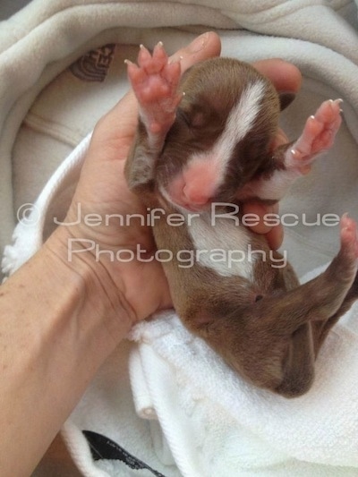 A Person holding Baby E the Pit Bull terrier in their hand as he stretches out his paws