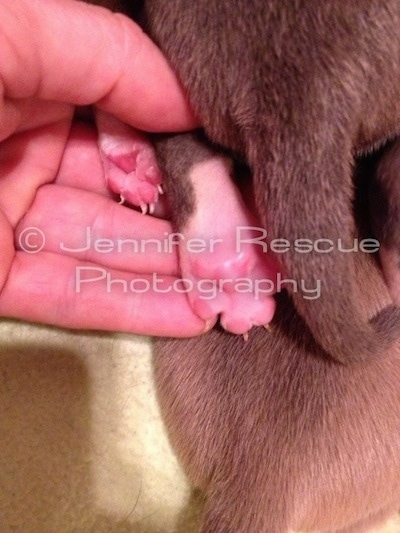 Size Comparison between Baby E and Pit Bull Terrier littermates paw size. Baby E's Paw is significantly smaller