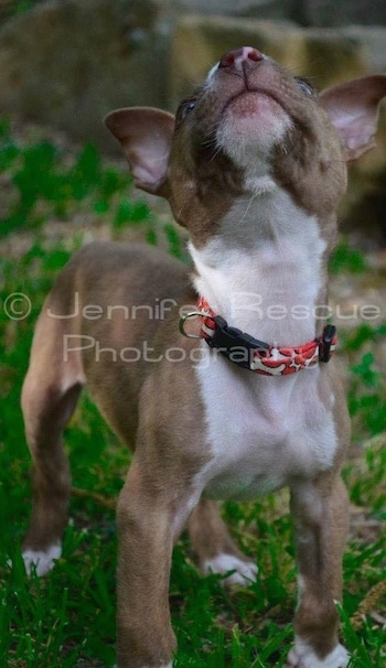 Baby E the Pit Bull Terrier istanding in grass with his head up looking above him