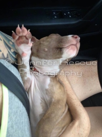 Baby E is sleeping in the arms of a lady in the driver side of a vehicle with one of his paws stretched above his head