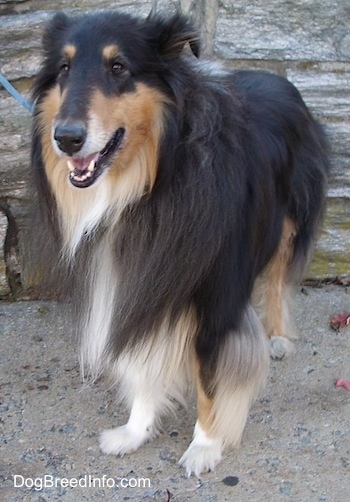 Kohler the black, tan and white tricolor Rough Collie is standing outside on concrete and there is a wooden wall behind him