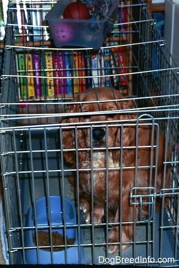 A Cocker Spaniel is sitting in a closed dog crate. There is a food bowl in front of it. There is also a small bin of toys on top of the cage