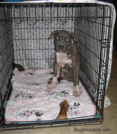 Spencer the Pit Bull Terrier is sitting in the back corner of a dog crate that is covered by a white sheet. There is a dog bone in front of him