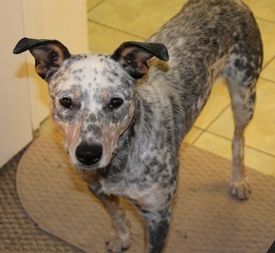 Pepper the Dalmatian Heeler is standing on a rug in front of a kitchen