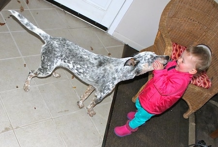 Pepper the Dalmatian Heeler is standing in front of a little girl named Ava licking her