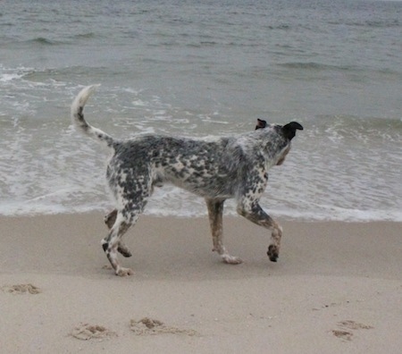 Pepper the Dalmatian Heeler is on the beach looking at the water