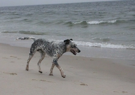 Pepper the Dalmatian Heeler is walking on the beach next to the waves