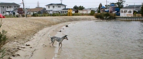 Pepper the Dalmatian Heeler is standing partially in water. There are homes in the background