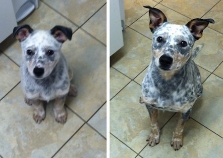 Left Picture - Pepper the Dalmatian Heeler as a Puppy sitting in the kitchen, Right Picture - Pepper the Dalmatian Heeler as an adult sitting in the kitchen