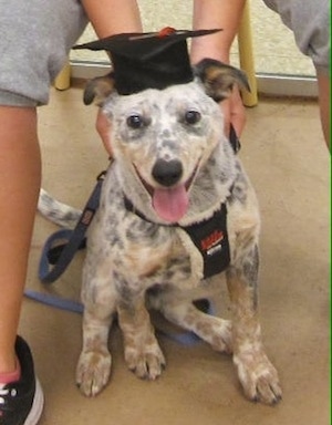 Pepper the Dalmatian Heeler as a Puppy with a person behind him and he is wearing a graduation cap
