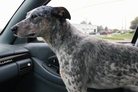 Pepper the Dalmatian Heeleris standing/riding in the passenger side of a vehicle