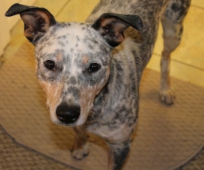 Close Up - Pepper the Dalmatian Heeler is standing on a rug in front of a kitchen
