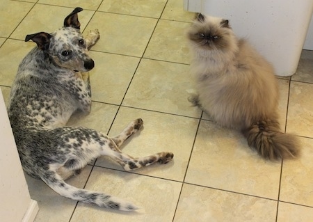 Pepper the Dalmatian Heeler is laying on a tiled floor next to a cat named Fluffy that is in front of a trash can
