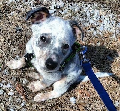 Pepper the Dalmatian Heeler as a Puppy is sitting in grass brush and rocks