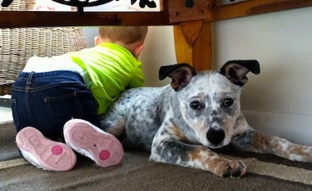 Pepper the Dalmatian Heeler as a puppy is laying under a table and Ava the Child is laying over his back