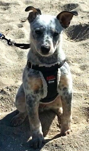 Pepper the Dalmatian Heeler as a puppy is sitting on sand at a beach