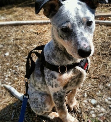 Close Up - Pepper the Dalmatian Heeler as a puppy is sitting outside in dirt wearing a harness
