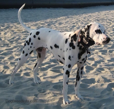 Adopt Me Dalmatian Dog