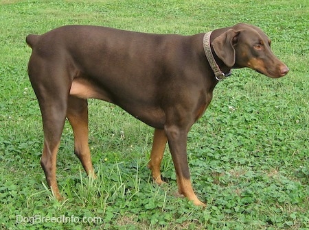 Bella the brown and tan Doberman Pinscher is standing in grass and looking forward