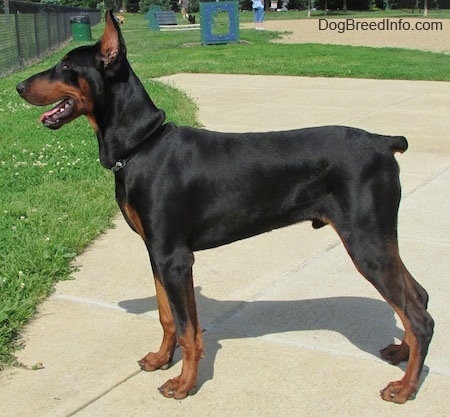 Left Profile - Maximus the black and tan Doberman Pinscher is posing at a dog park