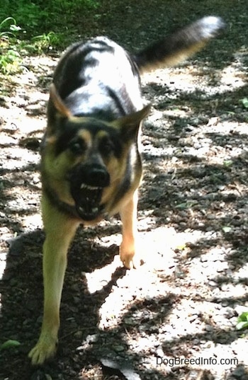 A black and tan German Shepherd dog is barking in an aggressive stance on a dirt path