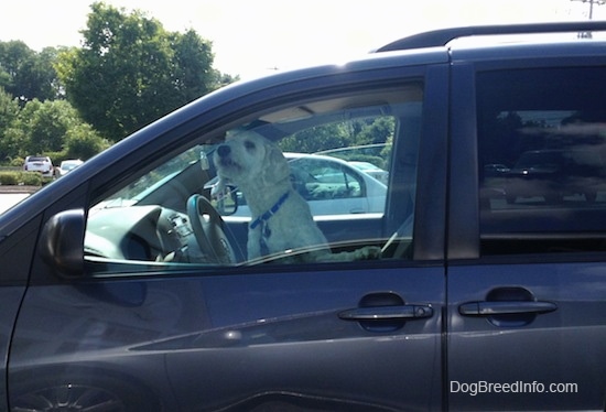 A dog is sitting on the driver side of a vehicle. It is sticking its nose out of a crack in the window