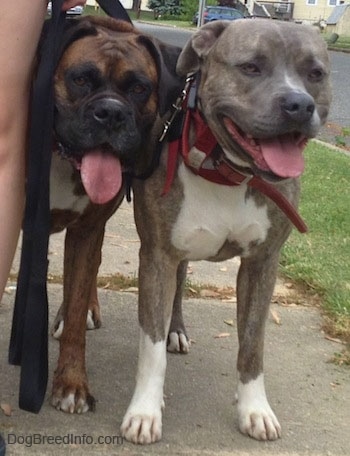 A brown brindle boxer and a blue-nose Brindle Pit Bull Terrier are standing on a sidewalk panting.