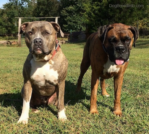 Spencer the Pit Bull Terrier sitting in a field and Bruno the Boxer is standing next to him