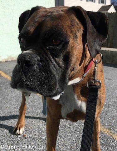 Close Up - Bruno the Boxer is standing in a parking lot wiht white foam coming from the corners of his mouth and looking to the left