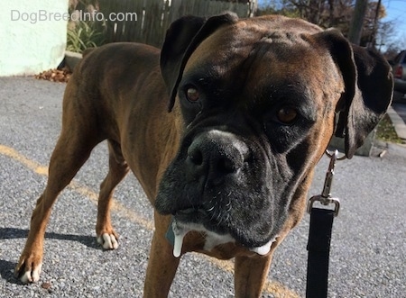 Close Up - Bruno the Boxer is standing in a parking lot with white foam coming from the corners of his mouth.