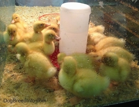 A group of ducklings are walking on wood chips around a water feeder in a cage.