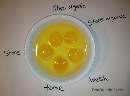 Top down view of Five egg yolks in a bowl. Around the bowl are words describing the place each yolk was purchased.