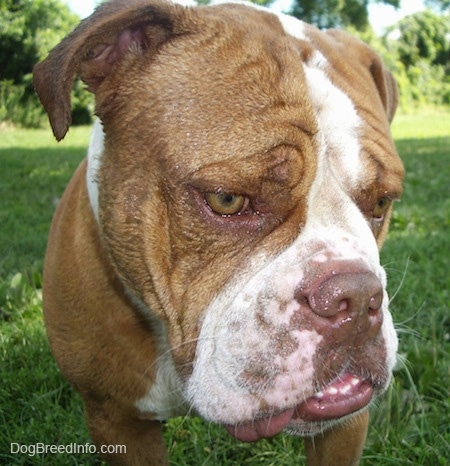Close Up head shot - Choppers the English Bulldog looking down and off to the side