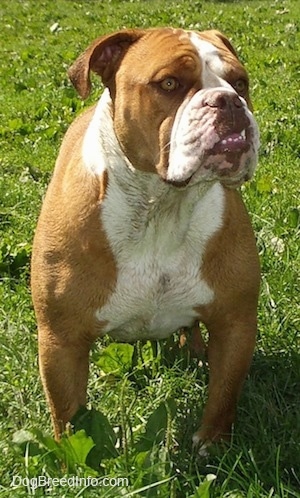 Choppers the English Bulldog standing outside in grass with its mouth open, view from the front