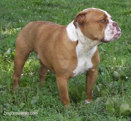 Choppers the English Bulldog standing in grass looking to the right, view from the side