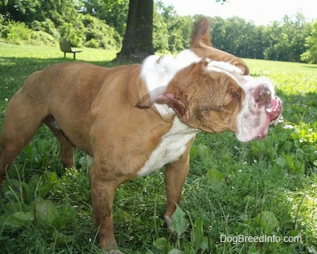 Action shot, Choppers the English Bulldog shaking its head with a tree and a bench in the background