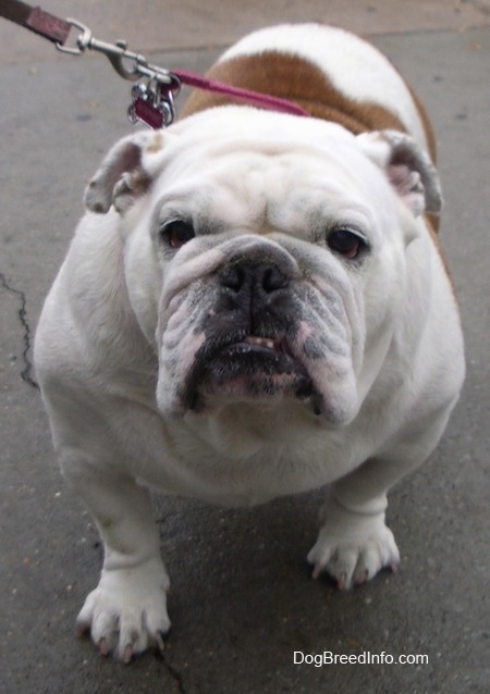 Sofi the English Bulldog standing on a blacktop while on a leash facing the camera