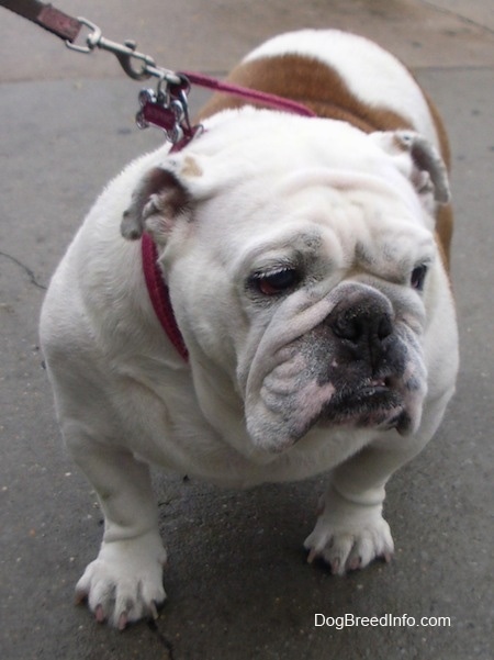 Sofi the English Bulldog standing on a blacktop and looking to the right
