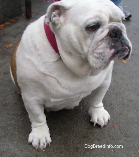 Sofi the English Bulldog wearing a maroon collar sitting on a blacktop and facing to the right with a person in the background