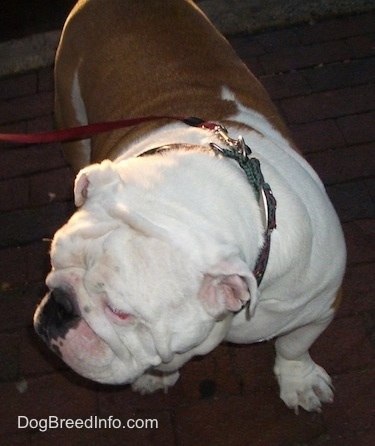 Top view, Wally the English Bulldog standing outside on a sidewalk and looking to the left