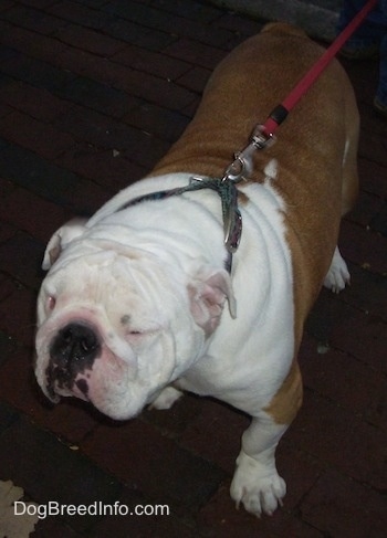Wally the English Bulldog standing outside with its squinty eyes closed