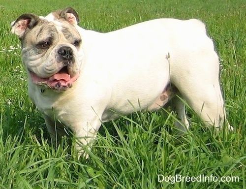 Spike the Bulldog standing in grass and looking to the right