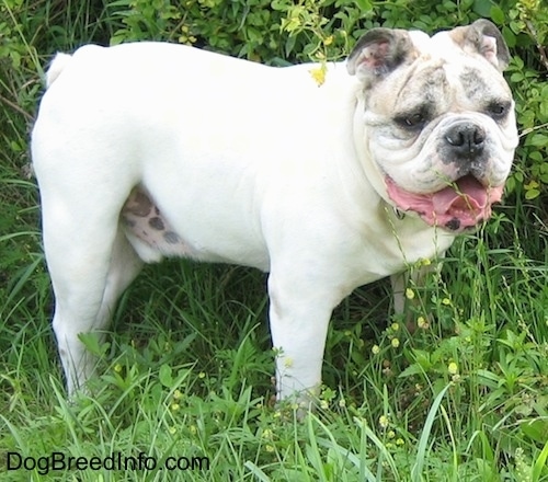 Spike the Bulldog standing outside in grass and tall weeds