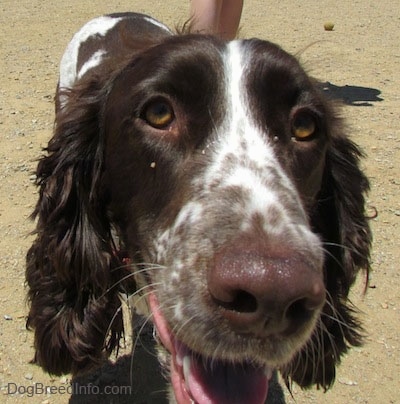 Close Up head shot - Duke the English Springer Spaniel is looking up at the camera holder. His mouth is open and his tongue is out