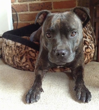 Close up front view - A brindle with white Staffordshire Bull Terrier dog laying half way off of a dog bed with its front paws on a carpet looking forward. There is a brick wall behind it. The dog has brown eyes and a black nose.