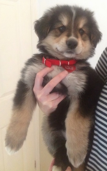 Zara the black, tan and white Euro Mountain Sheparnese puppy is wearing a red collar and red dog tag and being held next to the body of a person