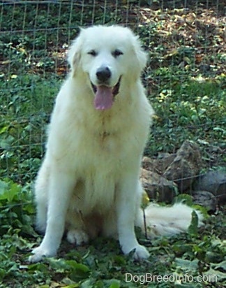 Tundra the Great Pyrenees sitting on grass in front of a chain link fence looking happy with his tongue hanging out