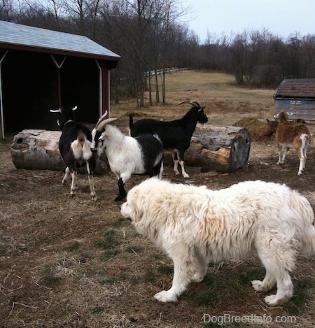 The left side of a white Great Pyrenees that is looking at a herd of goats