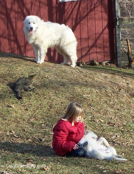 The left side of a white Great Pyreneesthat is standing on top of a hill in front of a red barn looking at a cat part way down the hill and a girl in a red coat petting a white puppy in her lap