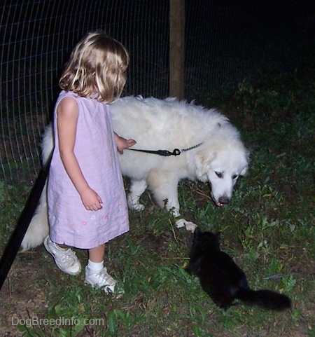 The right side of a white Great Pyrenees that is standing on grass and he is looking at a black cat next to a little girl in a purple sun dress